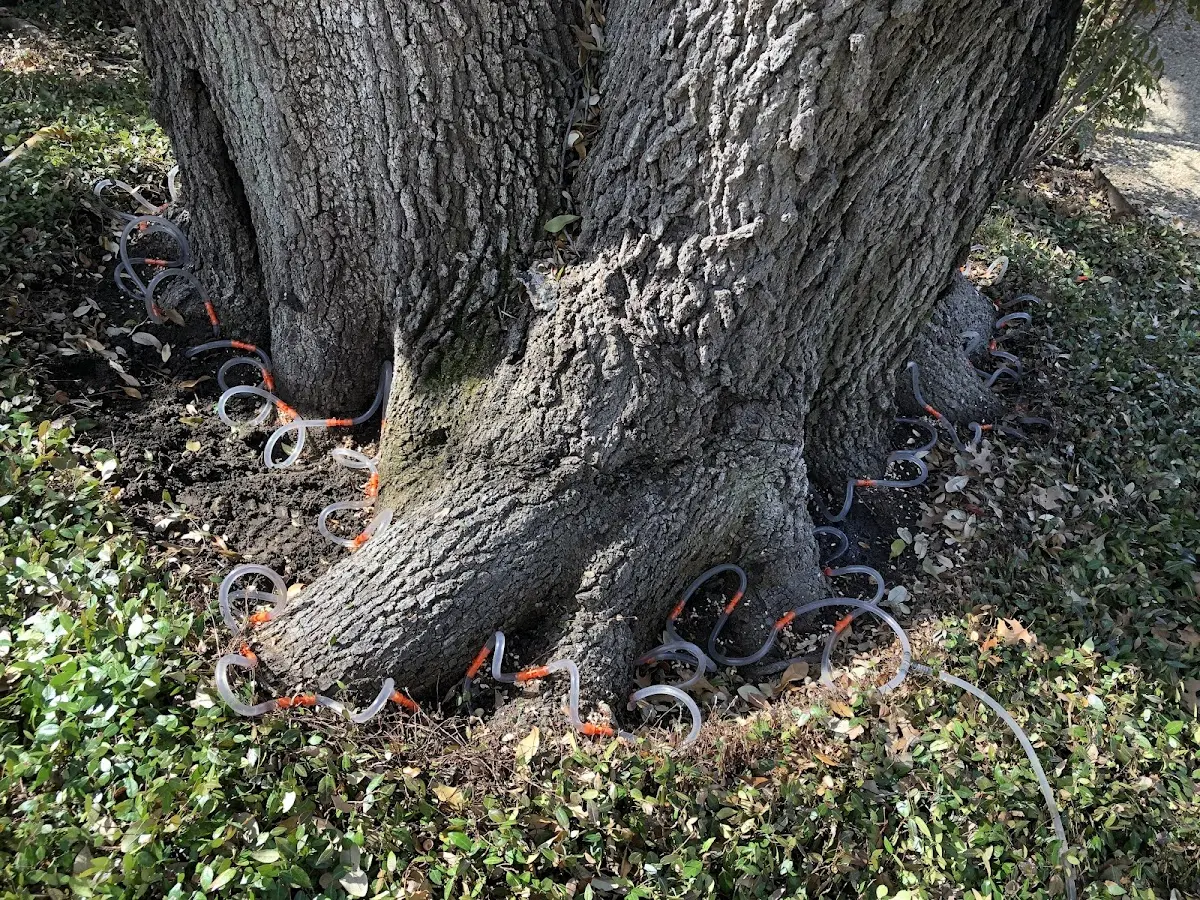 Detailed Tree Cabling and Bracing job site in Granbury