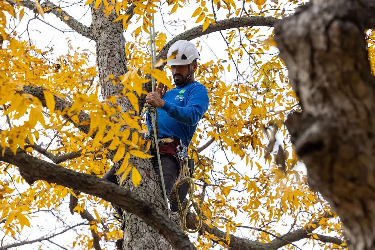 Skilled Tree Planting crew working in Granbury